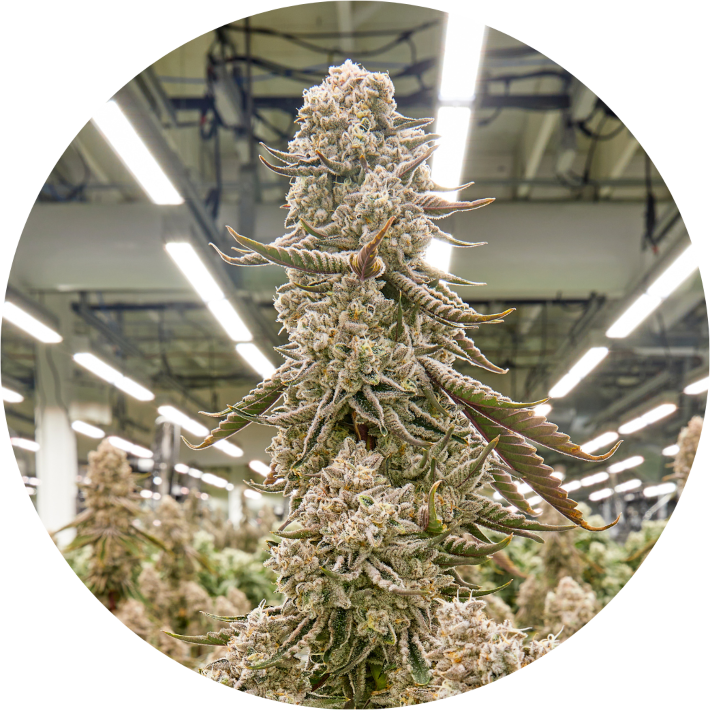 Liberty Cannabis, Your Hometown Dispensary