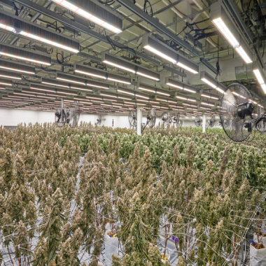 Liberty Cannabis, Your Hometown Dispensary